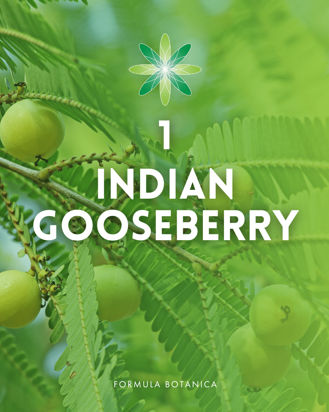 Top 10 best haircare herbs for your natural formulations